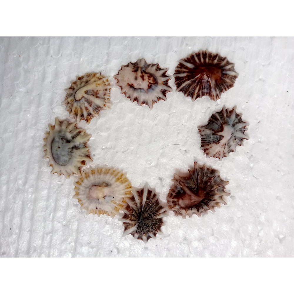 Craft Supplies8 PCs Star Limpetsize 2224 Mmitem A8 0