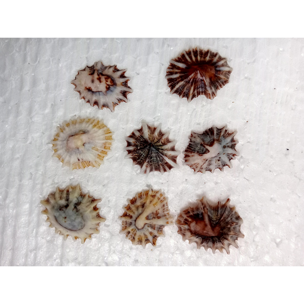 Craft Supplies8 PCs Star Limpetsize 2224 Mmitem A8 1