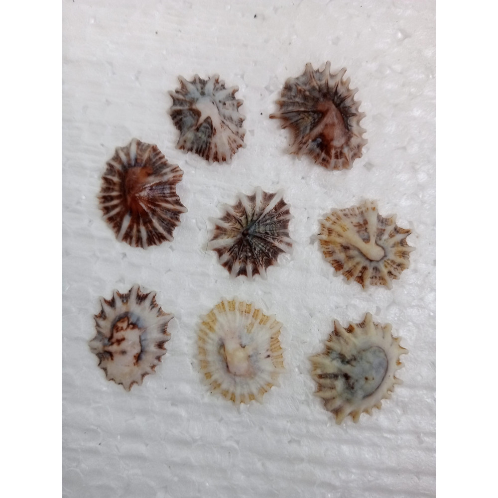 Craft Supplies8 PCs Star Limpetsize 2224 Mmitem A8 2