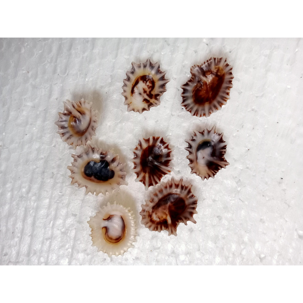 Craft Supplies8 PCs Star Limpetsize 2224 Mmitem A8 3