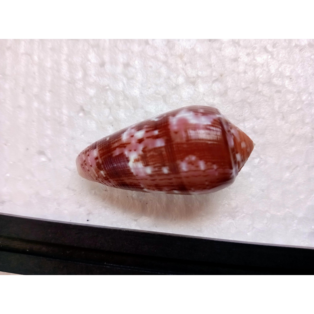 Collectibles Conus Floccatussize 50 Mmitem A9uncommon Species 1