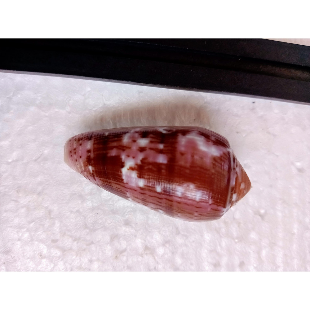 Collectibles Conus Floccatussize 50 Mmitem A9uncommon Species 2
