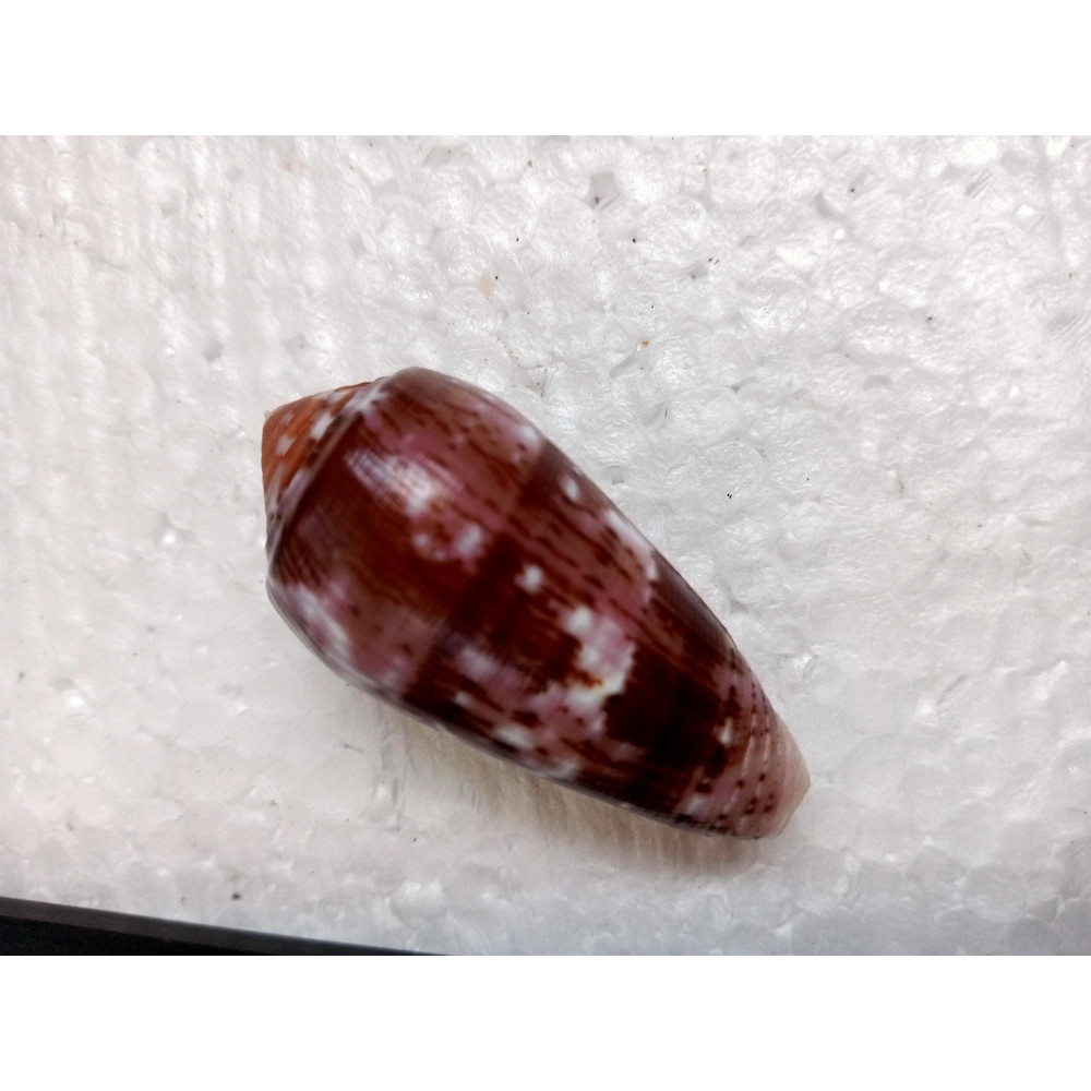 Collectibles Conus Floccatussize 50 Mmitem A9uncommon Species 3