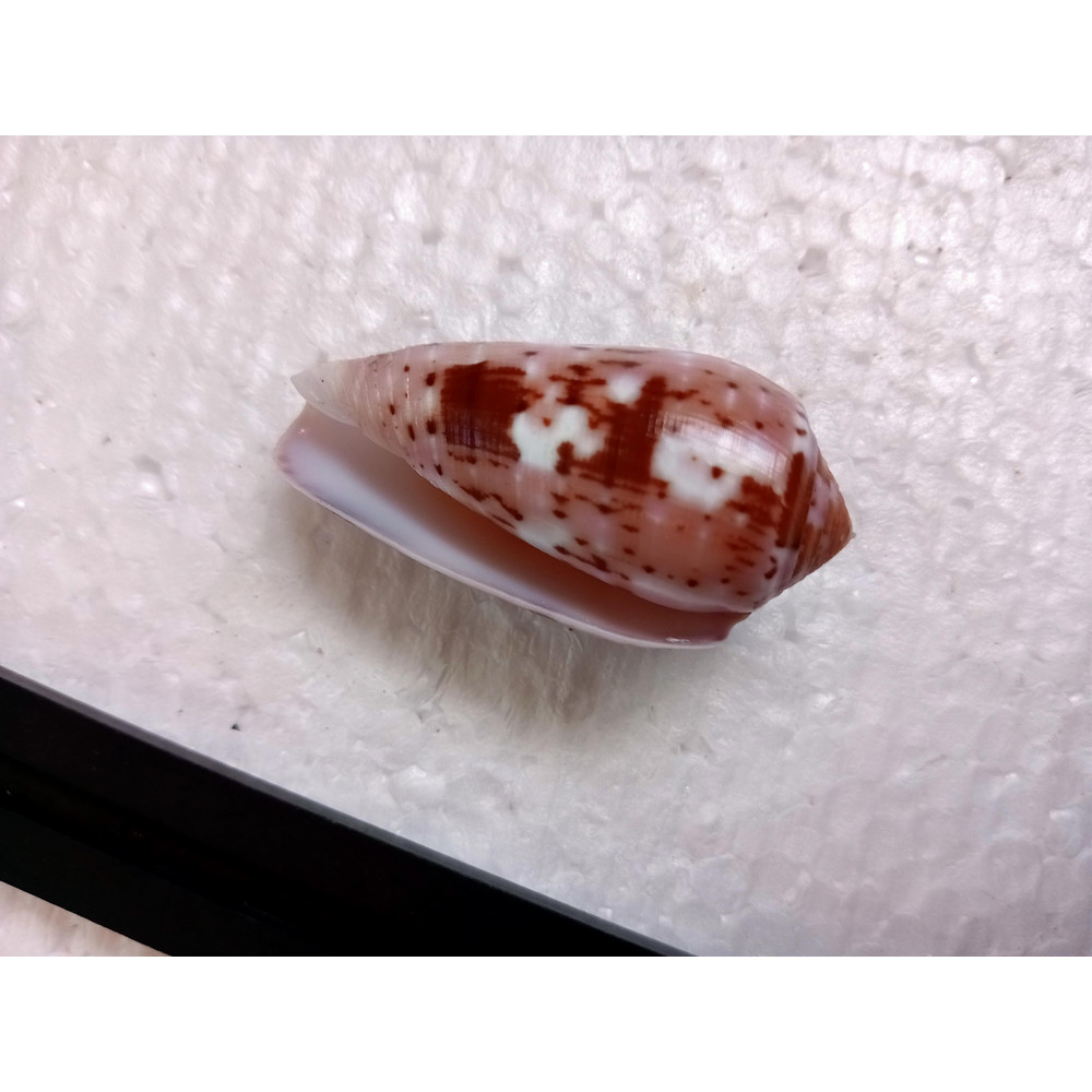Collectibles Conus Floccatussize 50 Mmitem A9uncommon Species 5