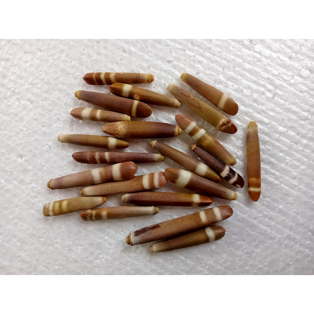 Crafts Supplies21 PCs Sea Urchin Spineslend 4050 Mmvery Nice 1