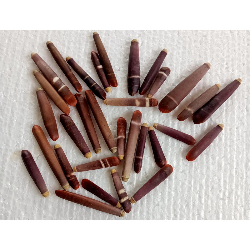 Craft Supplies 31 PCs Sea Urchin Spineslength 2559 Mm Collectibles 0