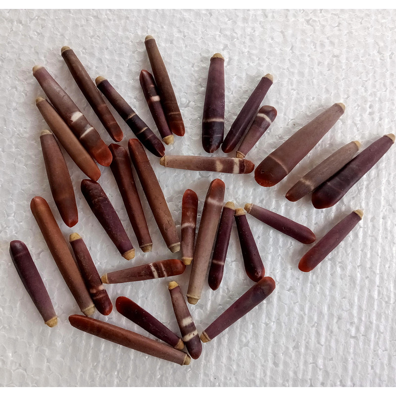 Craft Supplies 31 PCs Sea Urchin Spineslength 2559 Mm Collectibles 1
