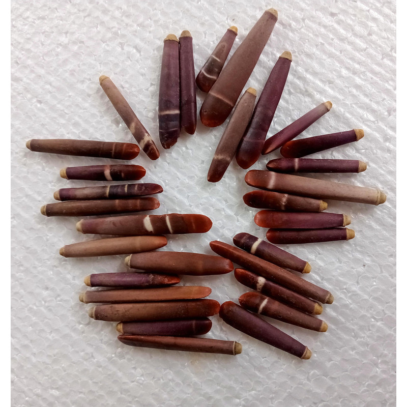 Craft Supplies 31 PCs Sea Urchin Spineslength 2559 Mm Collectibles 2