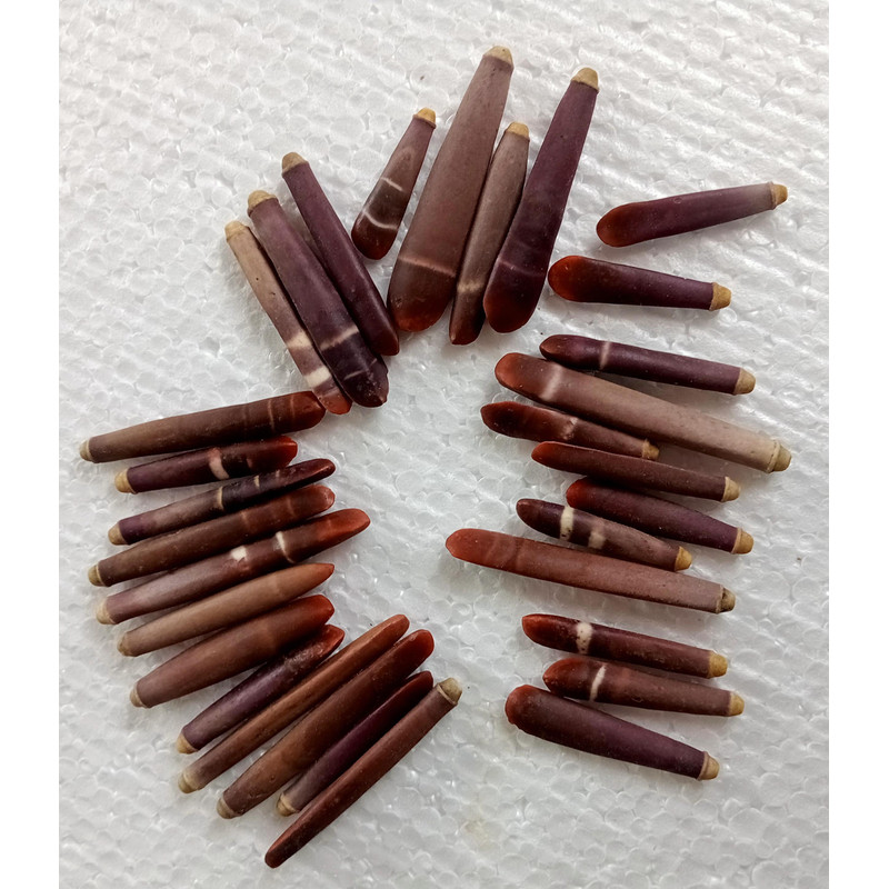 Craft Supplies 31 PCs Sea Urchin Spineslength 2559 Mm Collectibles 3