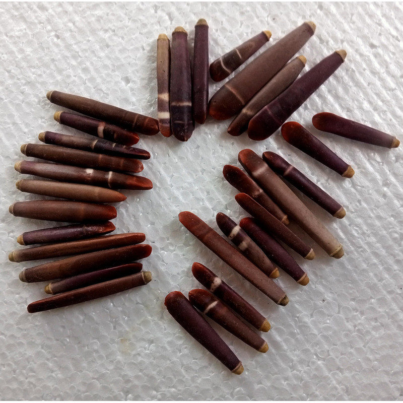 Craft Supplies 31 PCs Sea Urchin Spineslength 2559 Mm Collectibles 4