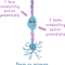 Bipolar neuron, cute.png
