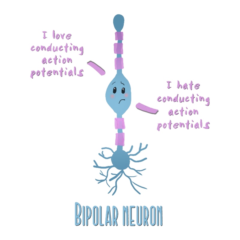 Bipolar neuron, cute.png