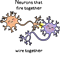 Neurons (1).png