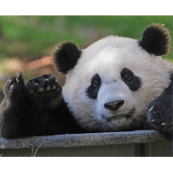 Giant Panda Xiao Qi Ji at the National Zoo(4)