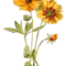 Sunflower (2).png
