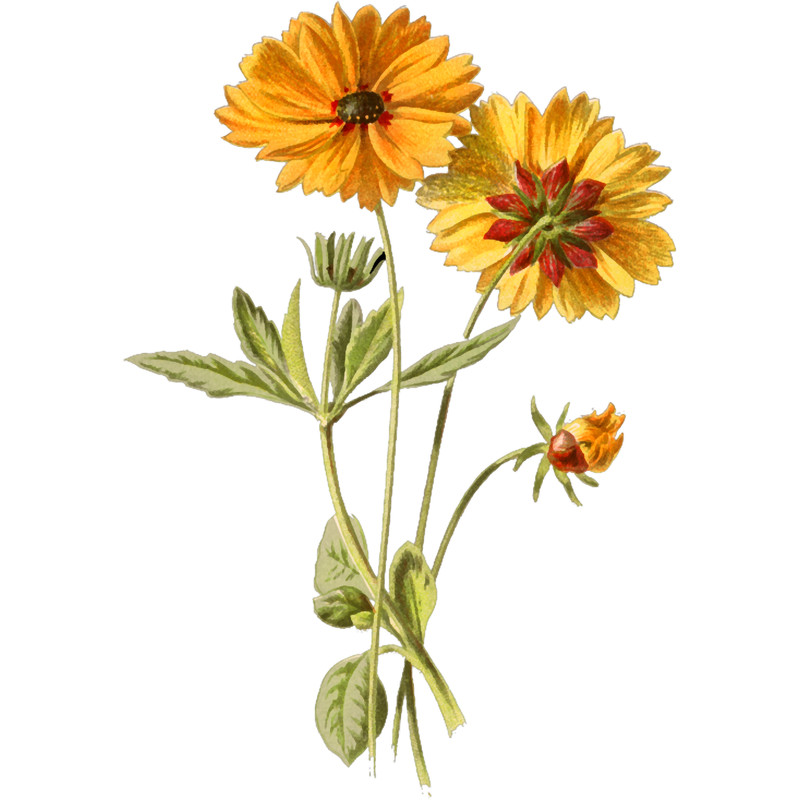 Sunflower (2).png