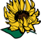 Sunflower Falling.png