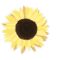 Sunflower(2).png