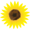 Sunflower(3).png