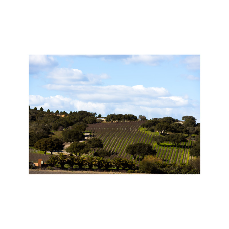 Crop rows in San Luis Obispo County, California.png