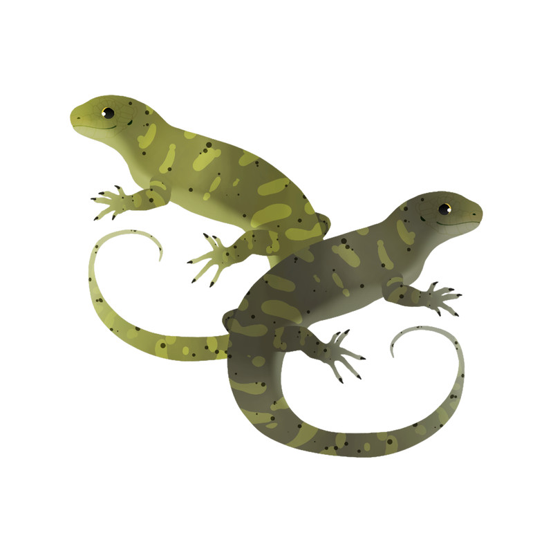 Giant Monkey Tailed Skink (Corucia zebrata).png