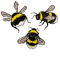 Bumblebees .png