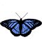 Blue monarch butterfly(1).png