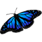 Blue Monarch.png