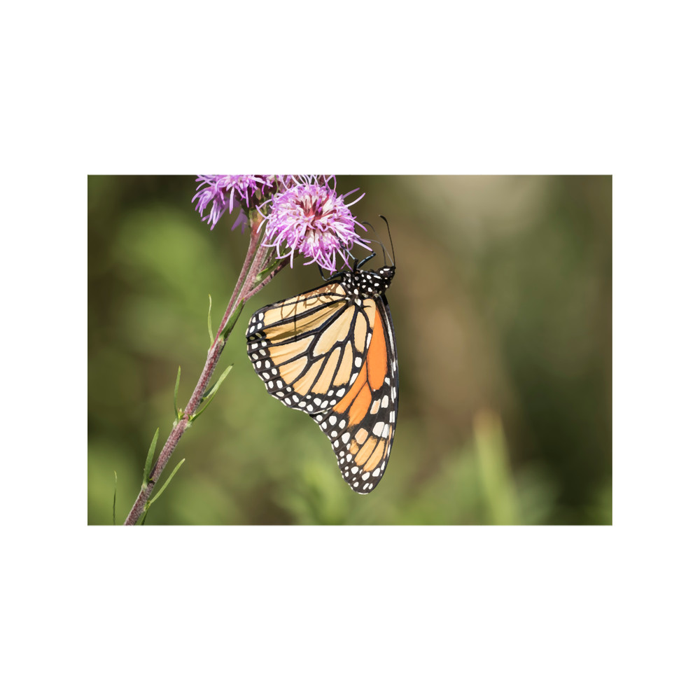 Fall Monarch 2016-3.png