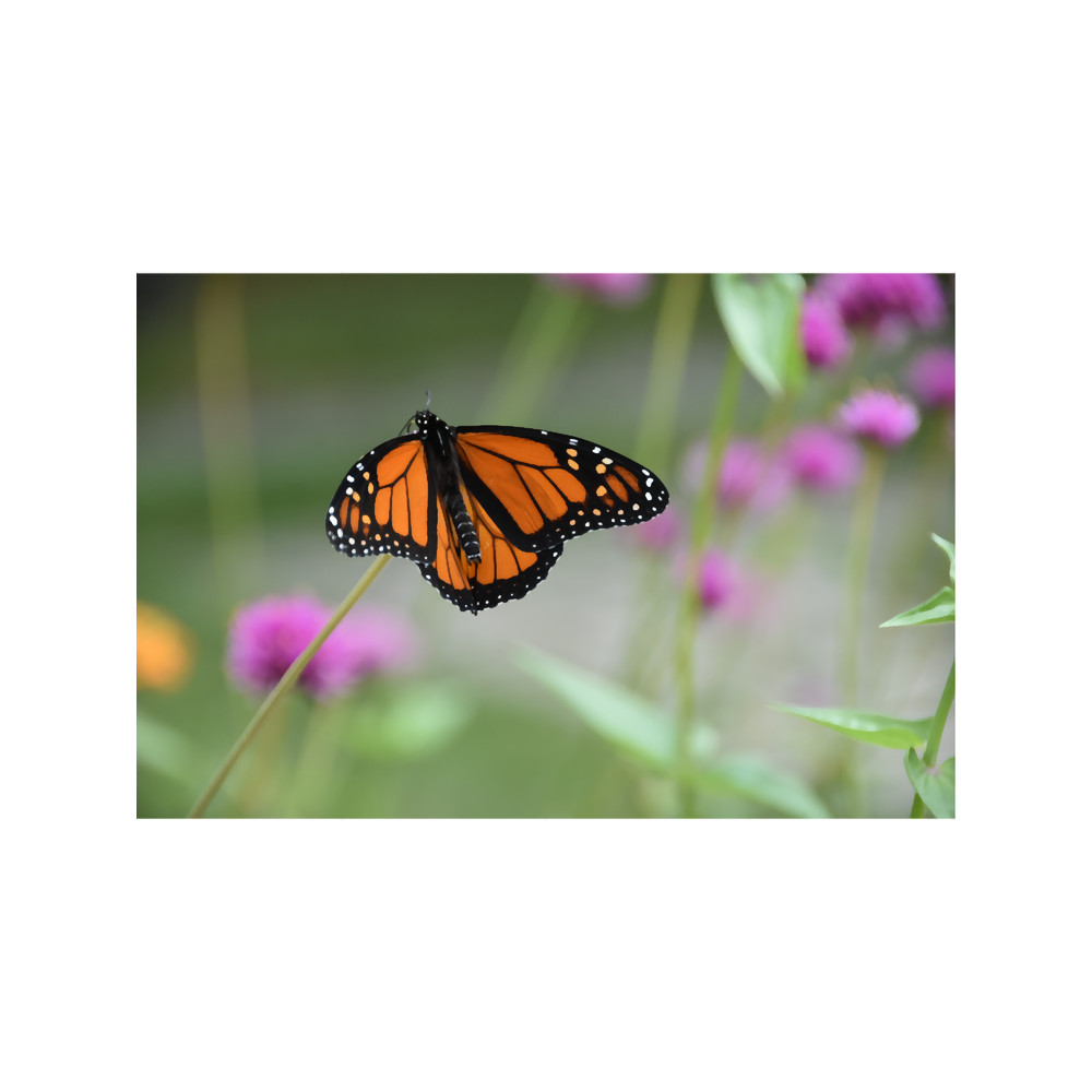 Monarch - Autumn generation....png