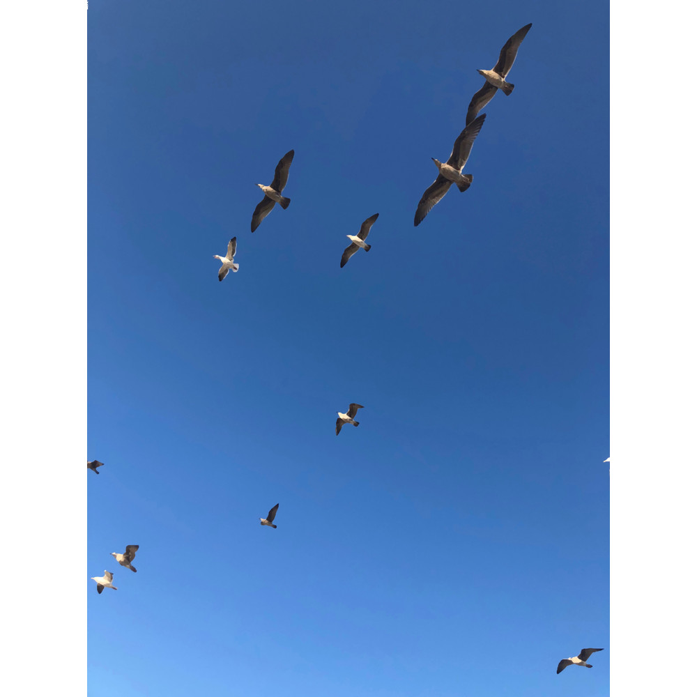 Birds Long .png
