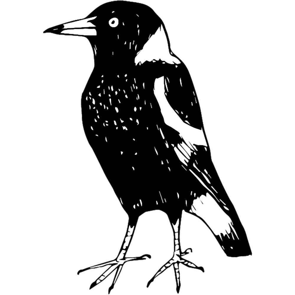 Max the Magpie - Raising funds for BirdLife Australia.png
