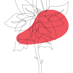 birth flower december pointsettia