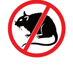 funnyno rats , funny hard hat long