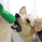 Dog Toothbrush Toy...jpg