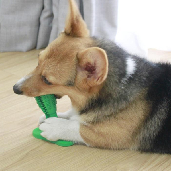 Dog Toothbrush Toy..jpg