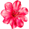 Flower (1).png