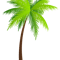 Palm Tree (4).png