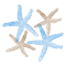 Starfish (3).png