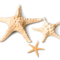 Starfish (8).png