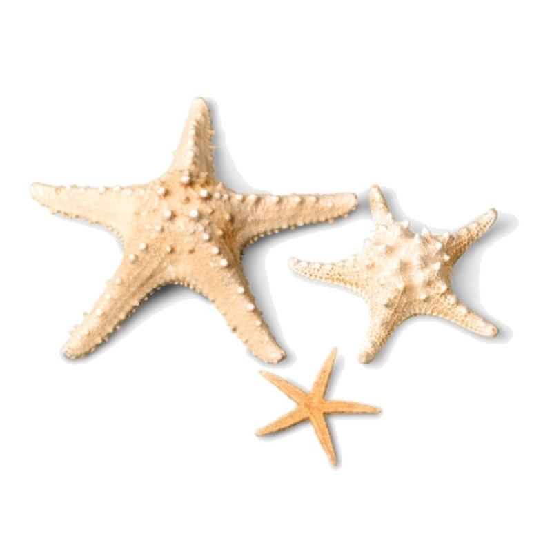 Starfish (8).png