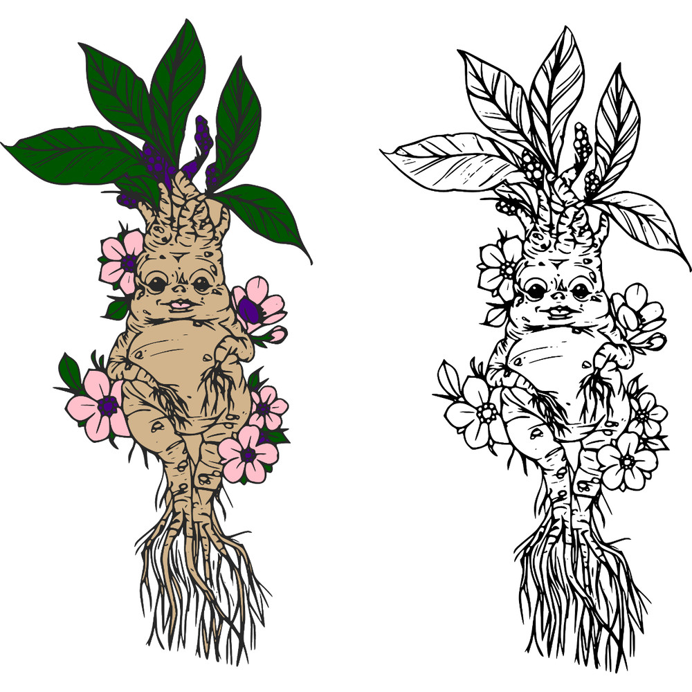 mandrake with flowers.jpg