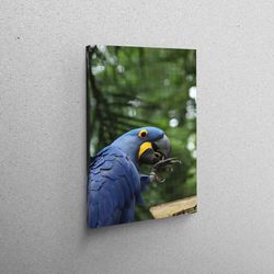 canvas home decor, wall decor, wall art canvas, contemporary art, animal wild canvas poster, nature art canvas, parrot c