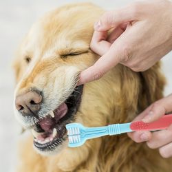 3-Head Dog Toothbrush for Effective Teeth Cleaning and Fresher Breath - Toothbrush - Pet Supplier