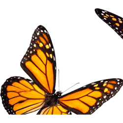 monarch butterfly sticker pack orange