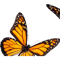 monarch butterfly sticker pack orange .png