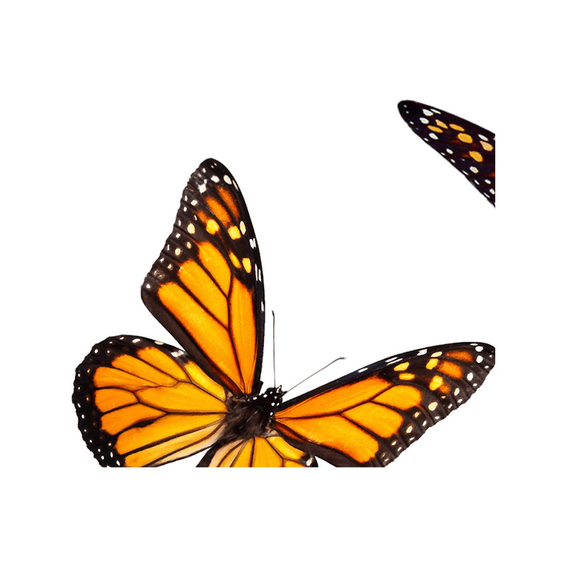 monarch butterfly sticker pack orange .png