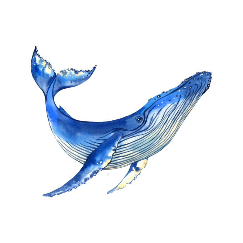 Watercolor whale .png