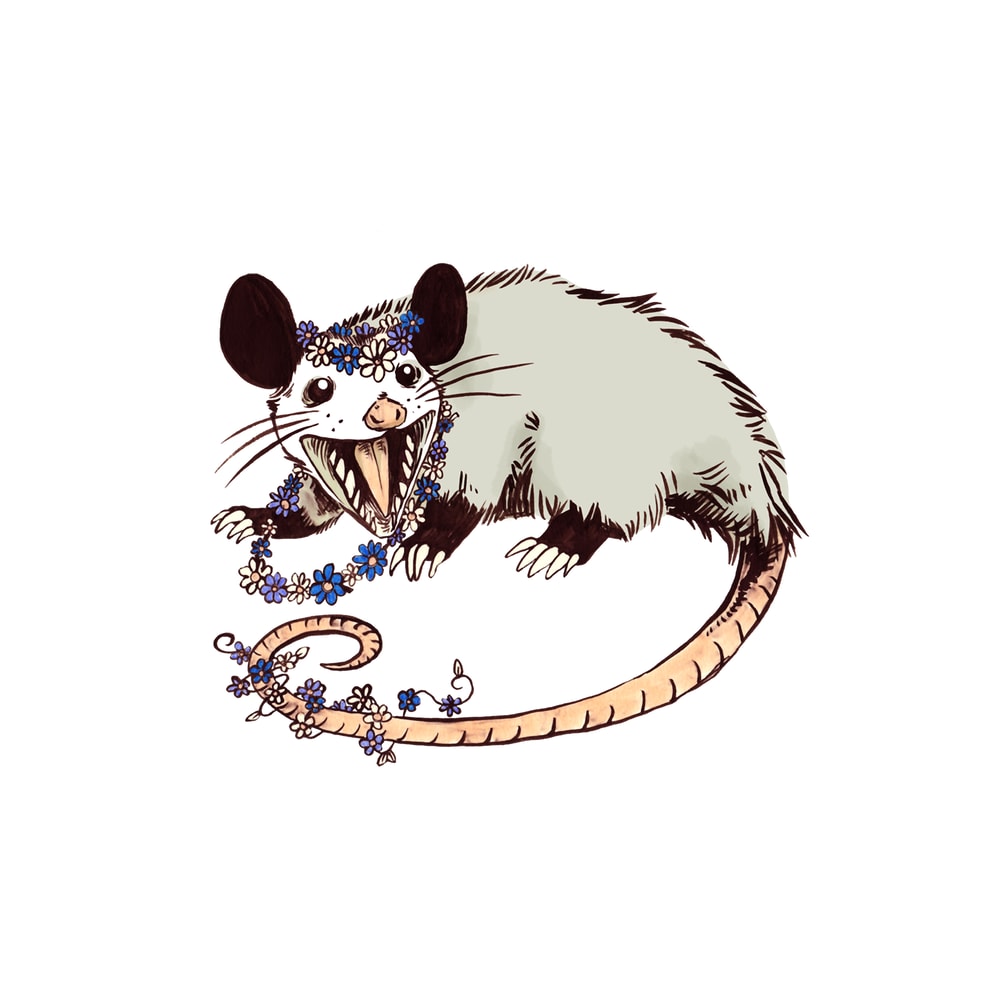 Daisy Chain Opossum Possum Yaaaas! .png