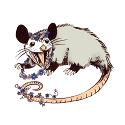 daisy chain opossum possum yaaaas